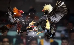 Cách Chơi Đá Gà WS168 Tại FB88 Hấp Dẫn Nhất