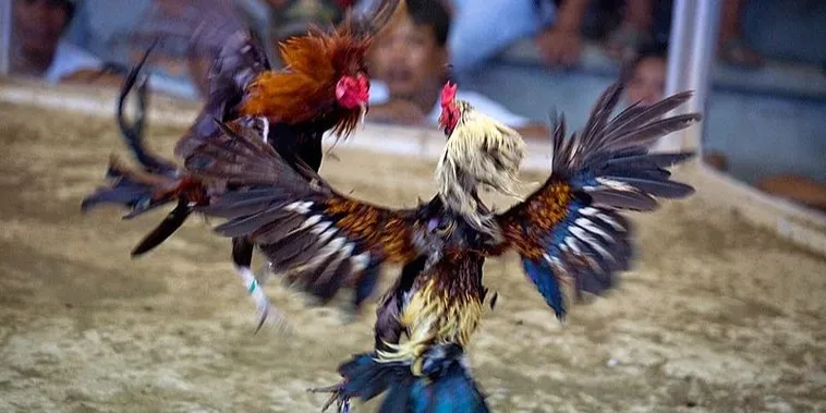 Cách Chơi Đá Gà Sabong Tại FB88 Dễ Thắng 2025 Cho Cược Thủ 2 Cách Chơi Đá Gà Sabong Tại FB88 Dễ Thắng 2025 Cho Cược Thủ